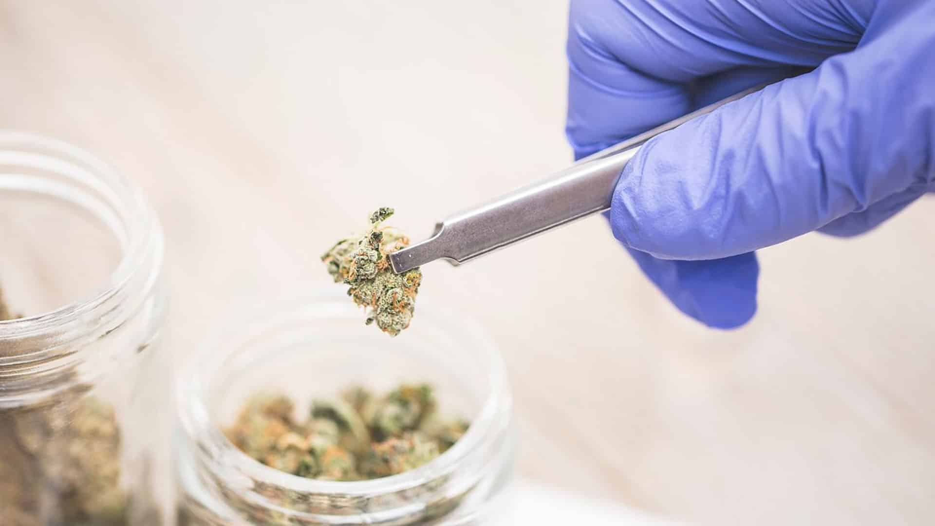medicinal cannabis medicinal cannabis
