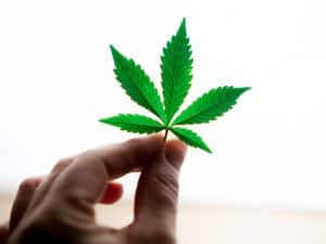 Cannabinoids and Marijuana
